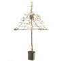 Lei appelboom 'Jonagold'